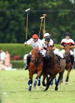 Breeding Polo Ponies