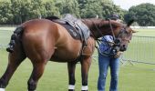 Dropline Gag Bridle