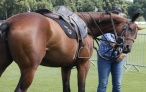 Dropline Gag Bridle